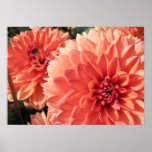 Coral Orange Dahlia Print