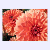 Coral Orange Dahlia posters