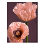 Coral Poppies Postcard