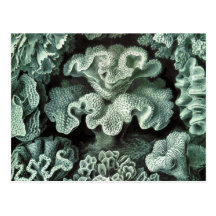 Coral Postcard