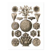 Coral Postcard