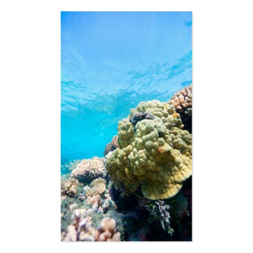 Coral reef business cards (front side)