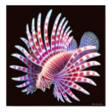 Coral Reef Lionfish Poster posters