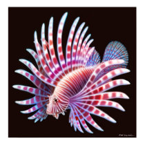 Coral Reef Lionfish Poster posters