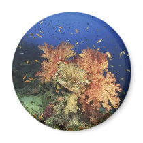 Coral Reef magnets