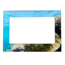 Coral reef magnetic photo frames