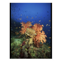 Coral Reef postcards