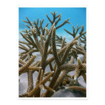 Coral Reef Poster posters by LudaKristen Coral Reef Poster posters