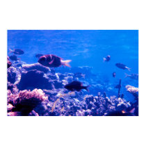 Coral Reef Poster posters