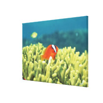 Coral reef teeming with tropical fish canvas prints