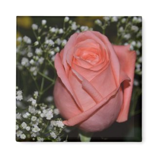 Coral Rose-005 Magnet magnet