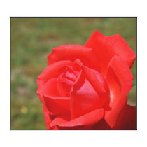 Coral Rose Begins Stretched Canvas Prints