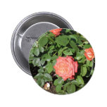 Coral rose bush buttons