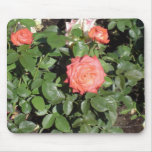 Coral Rose Bush Mouse Pads