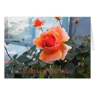 Coral Rose Card, Thinking of you today. Greeting Card