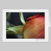 Coral Rose cards