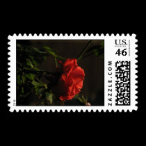 Coral Rose Postage stamps