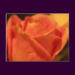Coral Rose Postcard
