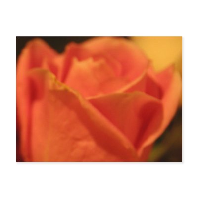 Coral Rose Postcard by pattirm1