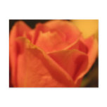 Coral Rose Postcard