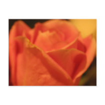 Coral Rose Postcard by pattirm1 Coral Rose Postcard