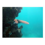 Coral Shelf Postcards