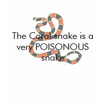 Coral Snake t-shirt faded2, The Coral snake is ...