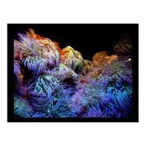 Coral The Sea of Underwater Wildlife Posters posters by art_prints_posters Coral The Sea of Underwater Wildlife Posters posters