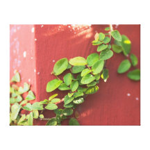 Coral Vine Canvas Print