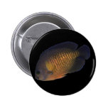 CoralBeauty Angelfish Pins