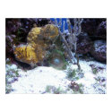 Corals posters