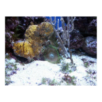Corals posters
