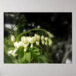 corazones sangrantes blancos #2 impresiones