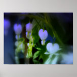 corazones sangrantes blancos elegantes, azules poster