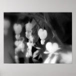 corazones sangrantes blancos elegantes, blancos y  poster