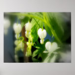 corazones sangrantes blancos elegantes impresiones