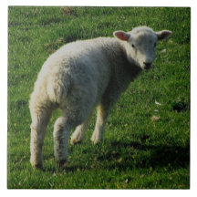 Cordero del sur de Devon que se coloca de mirada Teja Ceramica