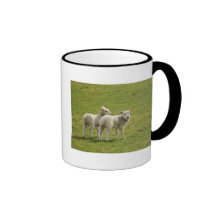 Corderos Tazas
