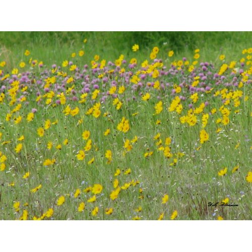 Coreopsis and Red Clover print