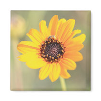 Coreopsis Flower magnets