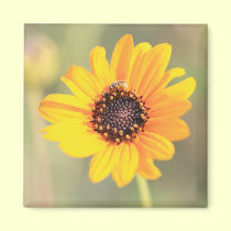 Coreopsis Flower magnets