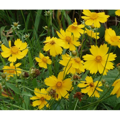 Coreopsis lanceolata mousepad