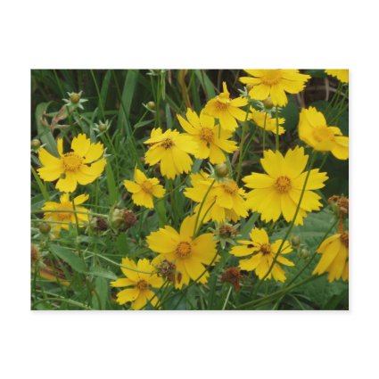 Coreopsis lanceolata postcard