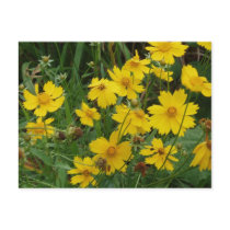 Coreopsis lanceolata postcards