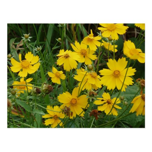 Coreopsis lanceolata postcard