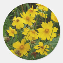 Coreopsis lanceolata sticker