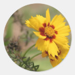 Coreopsis Photos Sticker