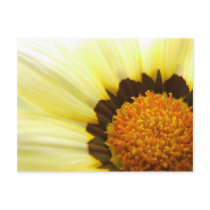 Coreopsis Postcard by emele1 Coreopsis Postcard