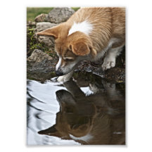 Corgi002L Photo Art