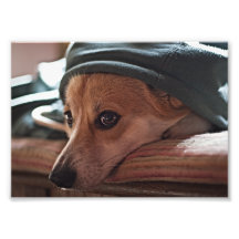 Corgi005L Photographic Print